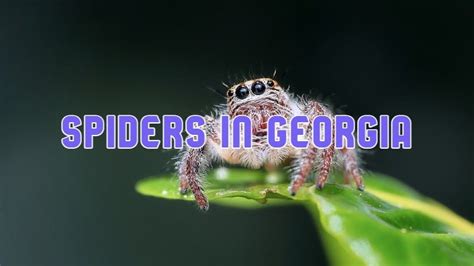 35 Common Spiders In Georgia Pictures And Identification