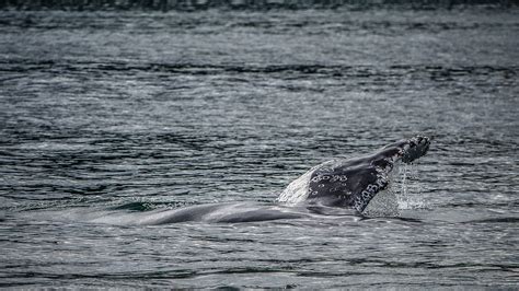 Humpback Whale Humpback Whale Saying Hello In Avachinsky B Flickr