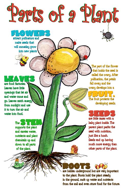 Parts Of A Plant And Their Functions ~ My English And Science
