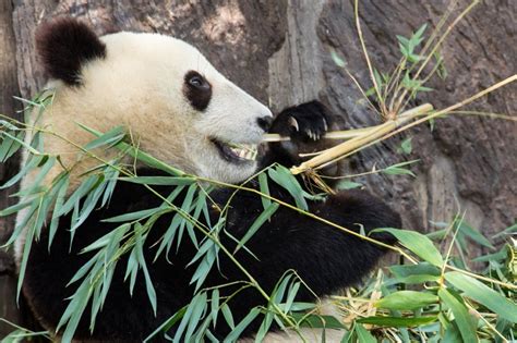 How Pandas May Be Eating Their Way To Extinction La Times