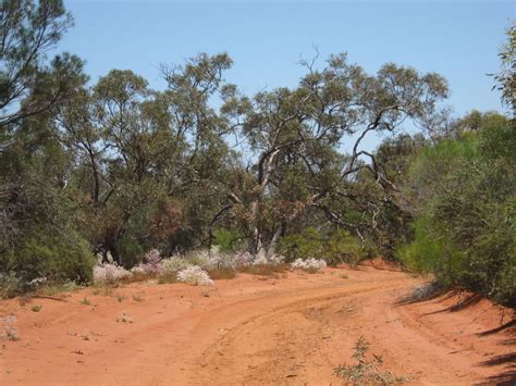 Australian Bush Tracks
