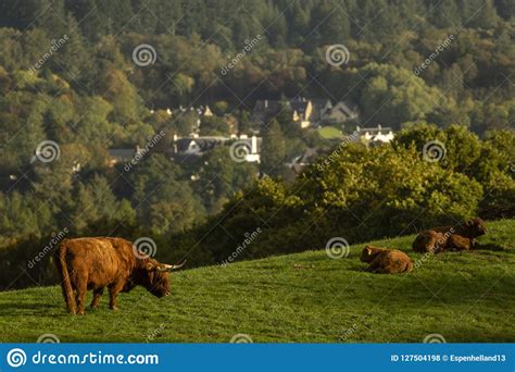 Scottish Highland Cows Bull Female And Young In Field