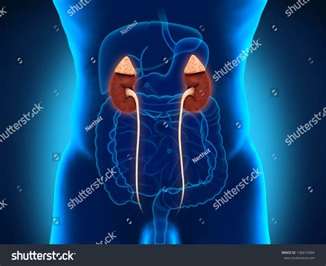 Human Male Kidneys Anatomy Stock Photo 136615004 Shutterstock