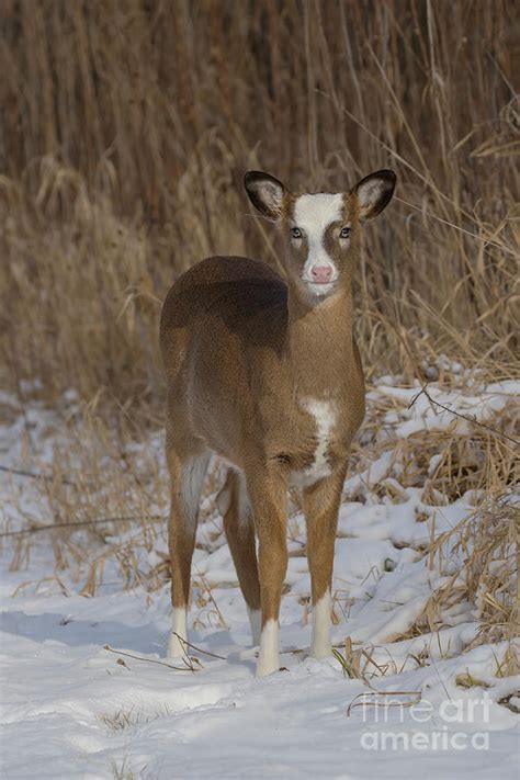 Piebald Fawn Pie In The Winter Photograph By Russell Myrman