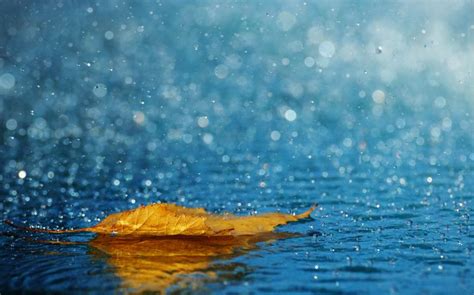 50 Wonderful Photographs Of Rain The Photo Argus Bokeh Photography
