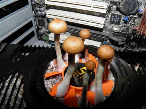 cursed image 2014 | Stuffed mushrooms, Gaming pc, Weird funny