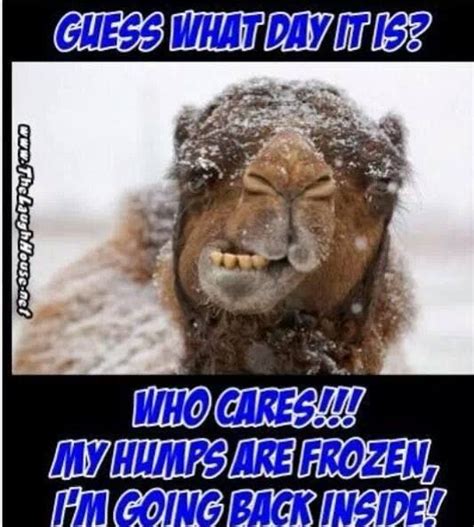 So why do camels store fat in these humps instead of having it spread equally throughout their bodies, like other mammals? 17 Best images about Comical Sayings & Signs on Pinterest ...