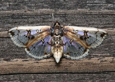 Ohio Birds And Biodiversity Two Cool And Unusual Moths