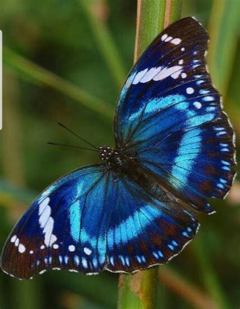 Pin By Bernadette Garcia On Butterfly Beautiful Butterflies