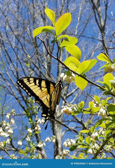Farfalla Orientale Di Glaucus Di Tiger Swallowtail Papilio Sul Mirtillo