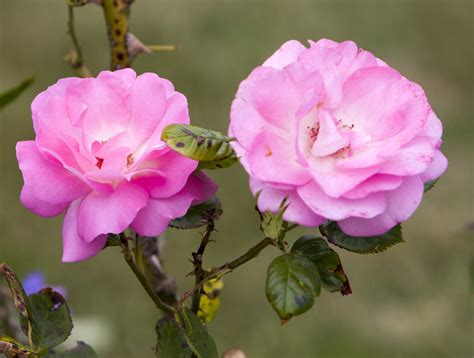 Flowers Pink Roses Free Stock Photo Public Domain Pictures