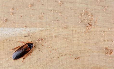 Maybe you would like to learn more about one of these? Comment venir à bout d'une invasion de coquerelles ? | Les ...