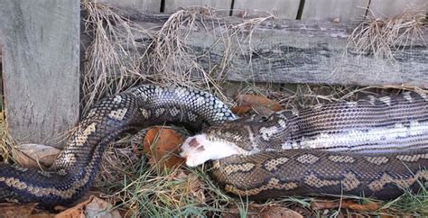 The man scooped up his cat to ensure it stayed away from the hungry snake. VIDEO - Deadly python made a neighbourhood moggie into his ...