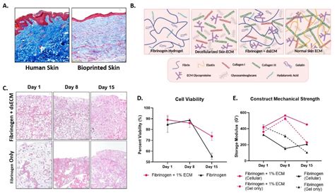 Nanomaterials Free Full Text Decellularized Skin Extracellular