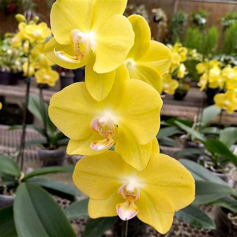 Significado Da Orquídea Amarela