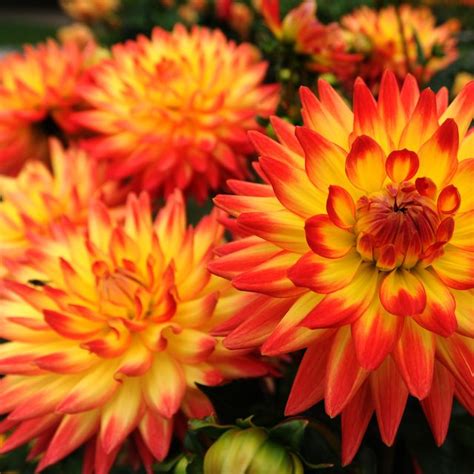 25 Best Fall Flowers For An Autumn Garden Prettiest Flowers To Plant