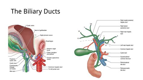 TOPIC Anatomy Of The Biliary Ducts And The Gallbladder YouTube
