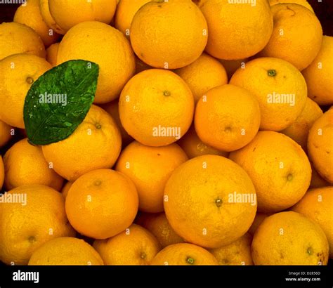 Navel Oranges In Pile Arizona Usa Stock Photo Alamy