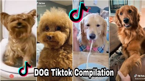 Cute And Funny Dog Tiktok Compilation Youtube
