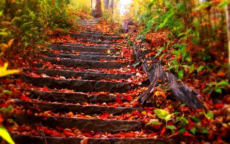 Nature Stairs On Autumn Leaf Wallpapers Hd Desktop And