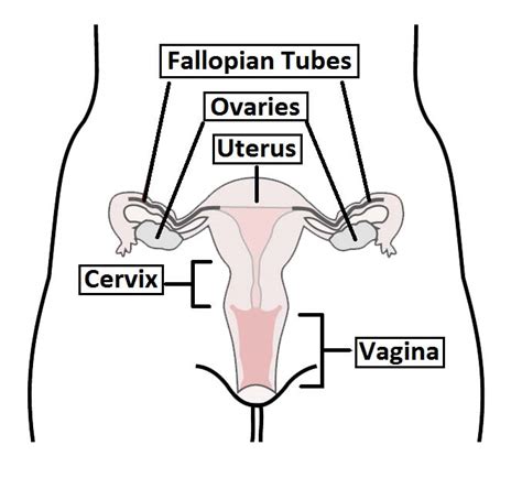 Vidio sexxxxyyyy bokeh full jpg to pdf converter software free download filehippo. The Vagina - Structure - Function - Histology - TeachMeAnatomy