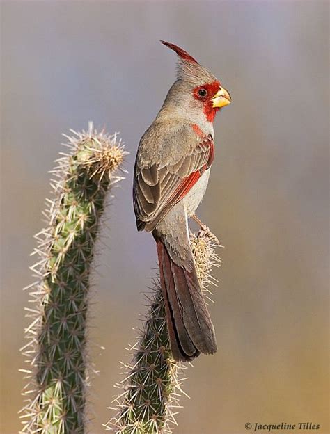 Pyrrhuloxia Photograph At Beautiful Birds Desert