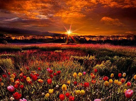 720p Free Download Sunrise Over The Flowers Field Mountains Flowers