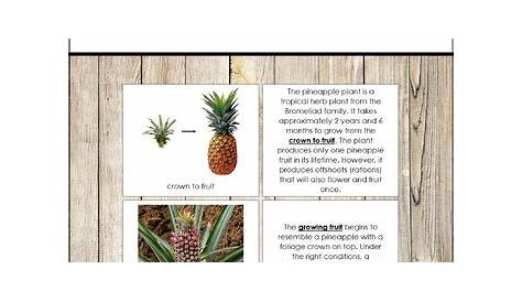 Pineapple Life Cycle Book by Montessori Print Shop | TpT