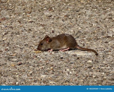 Young Brown Rat Stock Image Image Of Coat Neat Norvegicus 185259369