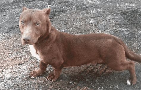 A Wiener Bull Pit Bull Dachshund Mix Goes Up For Adoption