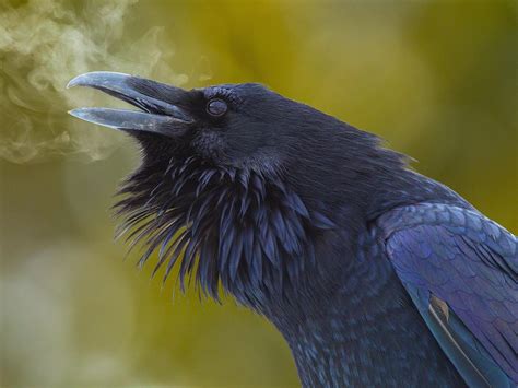 A Beautiful Raven Rcrows