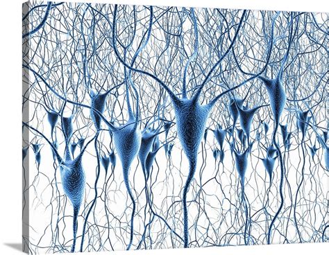 Nerve Cells Artwork Wall Art Canvas Prints Framed Prints Wall Peels
