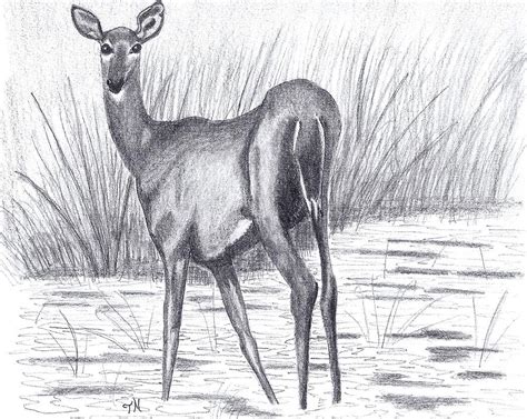 White Tail Doe In A Marsh Drawing By Tony Nelson