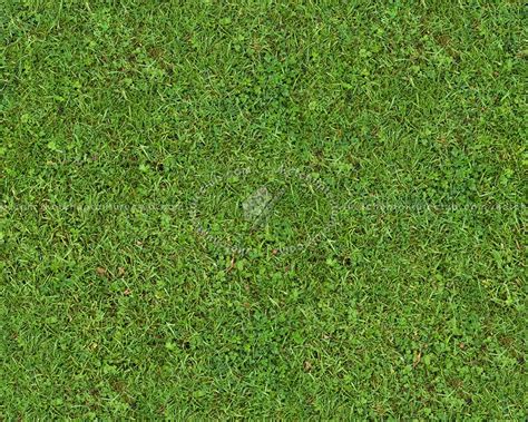 Green Grass Texture Seamless 13009