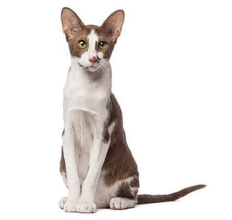 Oriental Short Hair Cat Breed Information Purina