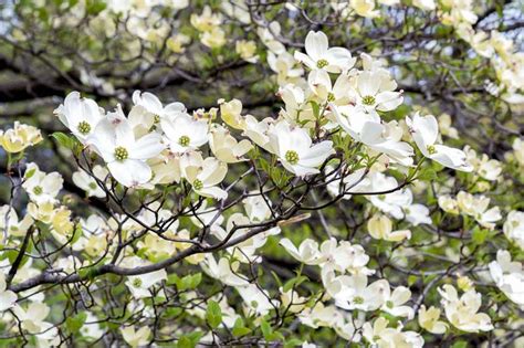 Cornus Florida Flowering Dogwood