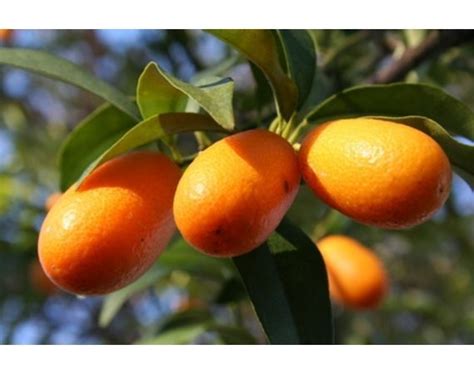 The brown select satsuma tree originated as a selected seedling of kimbrough satsuma tangerine in louisiana. How to Grow Citrus Trees in Louisiana | Hunker | Growing ...