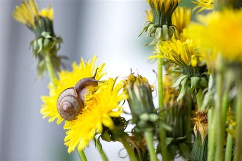 Premium Photo Little Snail Crawls On Yellow Dandelion Flower