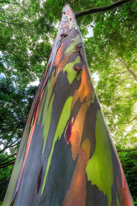 Rainbow Eucalyptus Glow Big Island Hawaii Wade Morales Photography