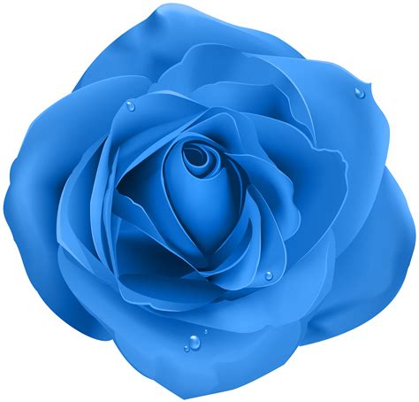 Rose Blue Transparent Png Clip Art Png Download 80007669 Free
