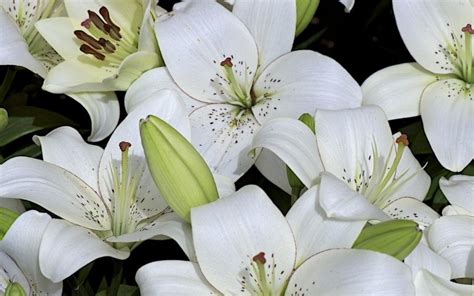 Kebanyakan dari jenis lily memiliki bunga yang besar dan berbau harum meskipun tidak menyengat. Mengenal Manfaat Bunga Lily yang Belum Diketahui Banyak ...