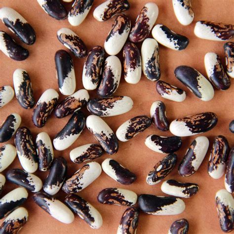 6 Gorgeous Heirloom Bean Varieties You Need For 2016 Food And Wine