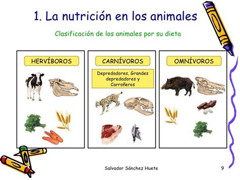 Tema1 La Alimentación En Los Animales