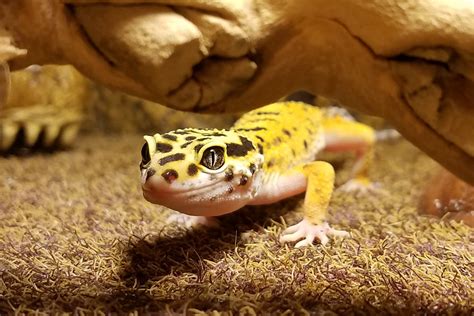 Leopard Gecko Care 2 Stahl Exotic Animal Veterinary Services