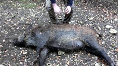 Of these, 55 grain and 62 grain bullet weights are by far the most common. big hog shot with 223 at 150yards - YouTube