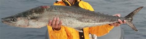 Serrucho Kingfish Reporte De Pesca
