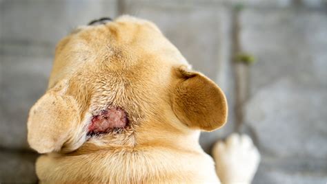 Acute Moist Dermatitis Hot Spots In Dogs Petplace