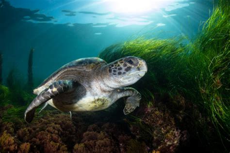Diving With Green Sea Turtles In La Jolla Scuba Diver Life