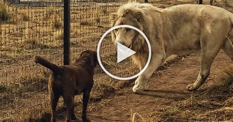 The Most Spectacular Stories You Could Ever Hear Great White Lion