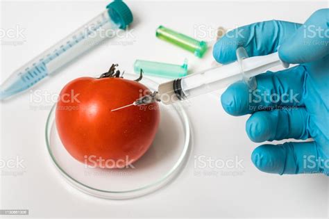 Gmo Scientist Injecting Liquid From Syringe Into Red Tomato Stock Photo